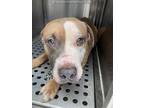 Adopt HOMEBOY a Brown/Chocolate - with White American Pit Bull Terrier / Mixed