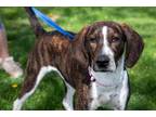 Adopt Abby a Brindle Mountain Cur / Pointer / Mixed dog in Toledo, OH (34733251)