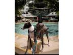 Adopt Apollo & Zeus a Black - with White Italian Greyhound / Italian Greyhound /