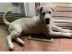 Adopt Jack-Jack a Tan/Yellow/Fawn - with White Husky / Chow Chow / Mixed dog in