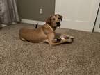 Adopt Kane a Tan/Yellow/Fawn Labrador Retriever / American Pit Bull Terrier /