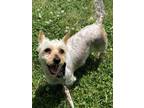 Adopt Coco a Silky Terrier / Mixed dog in Oakland, NJ (34750535)