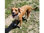 Adopt Gretel a Tricolor (Tan/Brown & Black & White) Boxer / Mixed dog in