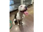 Adopt Precious a White American Pit Bull Terrier / Mixed dog in Cincinnati