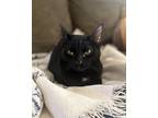 Adopt Salem a Black (Mostly) American Shorthair / Mixed (medium coat) cat in