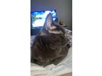 Adopt Sheba a Gray or Blue American Shorthair / Mixed (short coat) cat in Tulsa