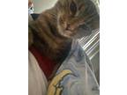 Adopt Lillian a Brown or Chocolate American Shorthair / Mixed (short coat) cat