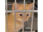 Adopt Isaac a Orange or Red Domestic Shorthair / Mixed cat in Madisonville