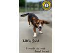 Adopt Little Foot a Basset Hound / Mixed dog in Nicholasville, KY (34750376)