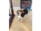 Adopt Snoopy a Black - with White Beagle / Mixed dog in Suwanee, GA (34730819)