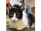 Adopt Lil Bit a Black & White or Tuxedo Sphynx / Mixed (medium coat) cat in