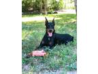 Adopt Kilo a Black - with Tan, Yellow or Fawn Doberman Pinscher / Mixed dog in
