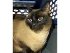 Adopt OLLIE a Cream or Ivory Siamese / Domestic Shorthair / Mixed (short coat)