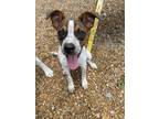 Adopt Freckles a Brown/Chocolate - with White Cattle Dog dog in LYNCHBURG