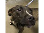 Adopt Smiles a Brown/Chocolate Pit Bull Terrier / Mixed dog in Greenville
