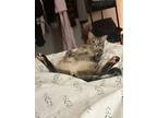 Adopt Suki a Brown Tabby Domestic Shorthair / Mixed (short coat) cat in Denton