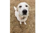 Adopt Leo a White Great Pyrenees / Anatolian Shepherd / Mixed dog in Verona