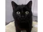 Adopt Walnut a All Black Domestic Shorthair / Mixed cat in West Olive