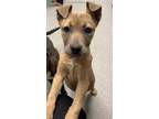 Adopt MOXIE a Brown/Chocolate Husky / American Pit Bull Terrier / Mixed dog in