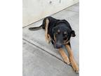 Adopt Rocky a Black - with Tan, Yellow or Fawn German Shepherd Dog / Rottweiler