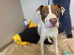Adopt Charlie a White Pointer / Mixed dog in Anderson, SC (34749579)