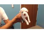 Adopt a White Labrador Retriever / Mixed dog in Houston, TX (34749949)