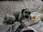 Adopt Shelley a White - with Black Catahoula Leopard Dog / Mixed dog in Jackson