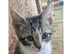 Adopt Mizuna a Gray or Blue Domestic Shorthair / Domestic Shorthair / Mixed cat