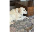 Adopt Frankie a Tan/Yellow/Fawn - with White Labrador Retriever / Mixed dog in