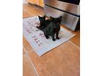 Adopt LittleBlack a All Black American Shorthair / Mixed (short coat) cat in