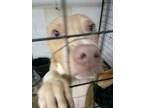 Adopt Gordon a Tan/Yellow/Fawn Pit Bull Terrier dog in Shawnee, OK (34749826)