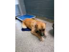 Adopt Cheddar a Tan/Yellow/Fawn German Shepherd Dog dog in Shawnee