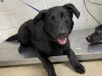 Adopt 50252159 a Black Retriever (Unknown Type) / Mixed dog in Fort Worth