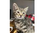Adopt Mr. PopTart a Brown or Chocolate Domestic Shorthair / Domestic Shorthair /