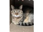 Adopt 22-504C Missy a Brown or Chocolate Domestic Shorthair / Domestic Shorthair