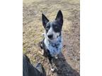 Adopt Blue a Gray/Silver/Salt & Pepper - with White Blue Heeler / Mixed dog in