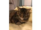 Adopt Freida a Brown Tabby Domestic Mediumhair / Mixed (medium coat) cat in Fort
