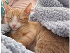 Adopt Momo a Orange or Red Tabby Domestic Shorthair / Mixed (short coat) cat in