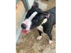 Adopt Gracie a Black American Pit Bull Terrier / Mixed dog in Owosso