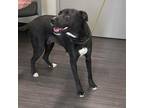 Adopt Lorelei a Black Labrador Retriever / Mixed Breed (Medium) / Mixed dog in
