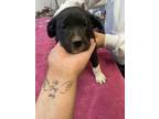Adopt Beth a Black American Staffordshire Terrier / Mixed dog in Santa Paula