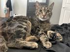 Adopt Chi a Brown Tabby Domestic Shorthair / Mixed (short coat) cat in