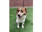 Adopt D-Fluffer a Australian Shepherd / Mixed dog in Jacksonville, NC (34749437)