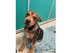 Adopt 50251221 a Black Rottweiler / Mixed dog in Bryan, TX (34749124)