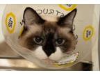 Adopt Snowy a Tan or Fawn Snowshoe / Domestic Shorthair / Mixed cat in St.