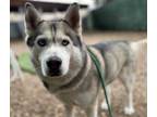 Adopt LOBO a Gray/Blue/Silver/Salt & Pepper Husky / Mixed dog in Goleta