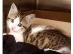 Adopt Fruit Stack A White Domestic Shorthair / Bengal / Mixed Cat In Shreveport