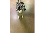 Adopt 50251526 a Black Catahoula Leopard Dog / Mixed dog in Cullman