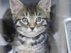 Adopt PUN a Gray, Blue or Silver Tabby Domestic Shorthair / Mixed (short coat)