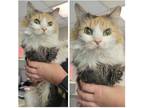 Adopt Morticia a Calico or Dilute Calico Domestic Mediumhair (medium coat) cat